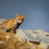 Liska obecna - Vulpes vulpes - Red Fox 2082